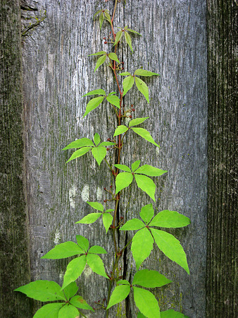 BarnVine_3548