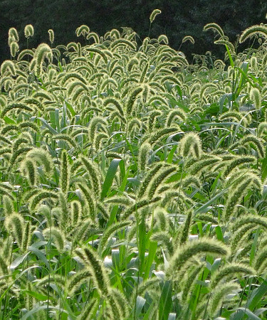 PeachMt.Grass_3515crop