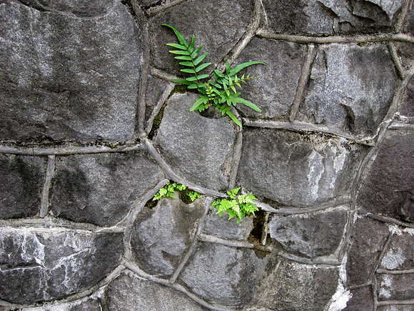 WallFern_1022