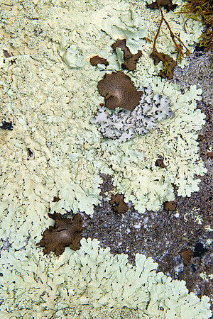 Lichen2_0039