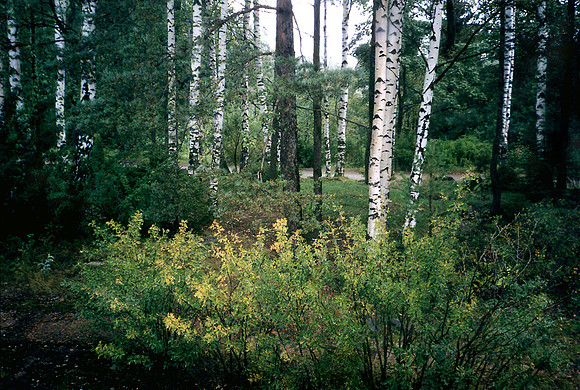 BirchTree