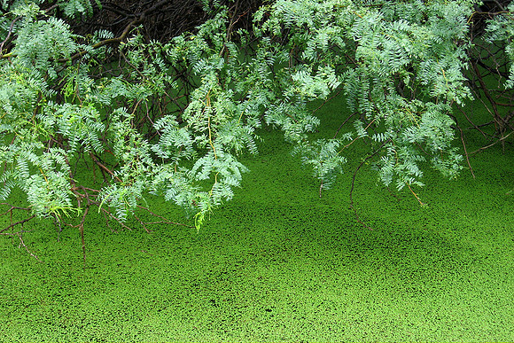 GreenOnGreen_0378