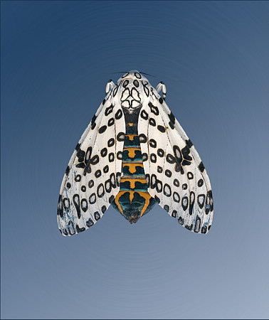 MysteryMoth_04