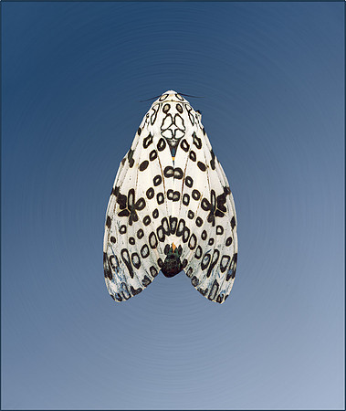 MysteryMoth_06