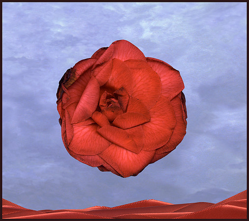 FloatgCamelia