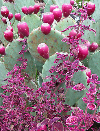 Cactus_5122c copy