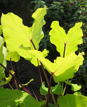 Garden_0829