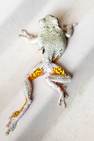 Frog_1140cr