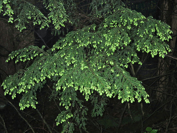 Conifer_2260