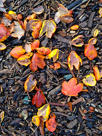 Fall_1452sm