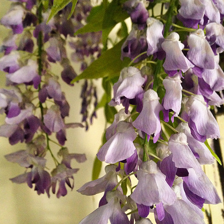 Wisteria_1959f