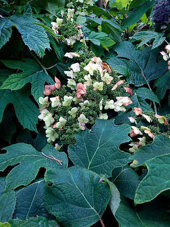 SouthnBloom_1224f