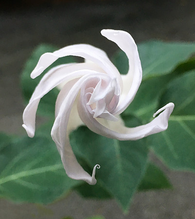 Moonflower_0067cr2f