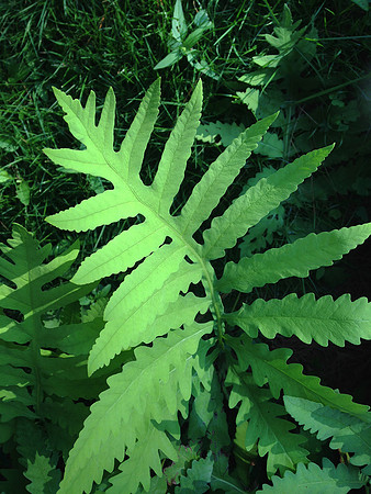 2014-07-20 Fern_sm