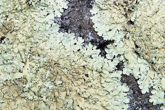 Lichen_0041f_2
